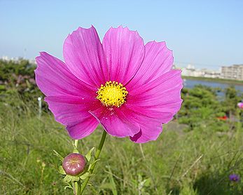 秋桜 写真集 ２