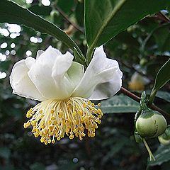 茶の花と、つぼみ