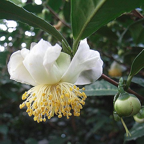 茶の花と、つぼみ