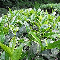 茶の葉っぱ