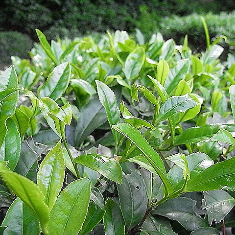 茶の葉っぱ