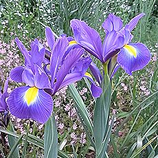 ダッチアイリス、オランダアヤメ