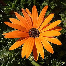 ディモルフォセカ