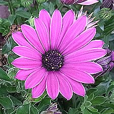 オステオスペルマム