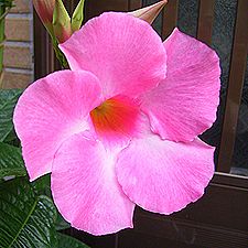 ディプラデニア、マンデビラ