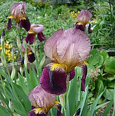 ジャーマンアイリス、ドイツアヤメ