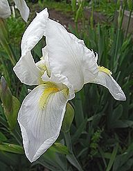 ジャーマンアイリス、ニオイイリス