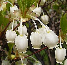 ドウダンツツジ