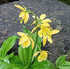 海老根（エビネ）