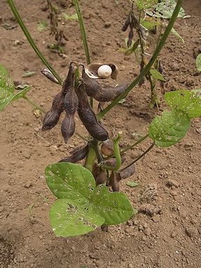 ダイズ、エダマメ