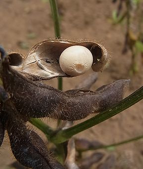 ダイズ、エダマメ