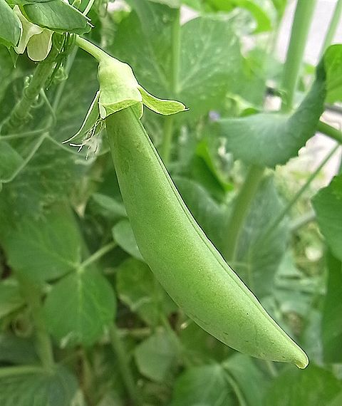 エンドウ