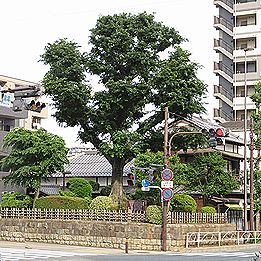 エノキ、志村の一里塚