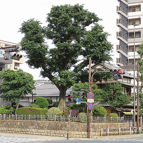 エノキ、志村の一里塚