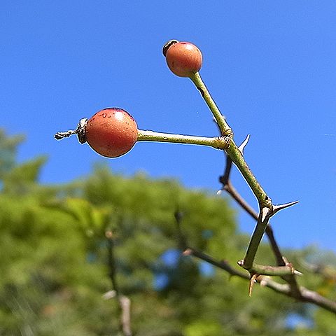 フジイバラ