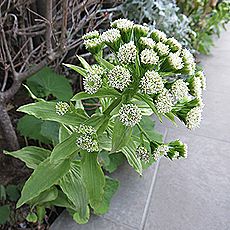 蕗（フキ）