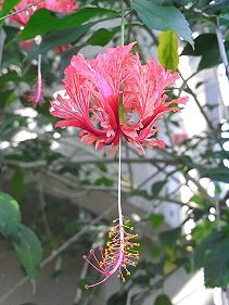 風鈴仏桑花 フウリンブッソウゲ