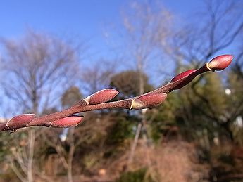 フリソデヤナギ、アカメヤナギ