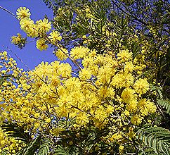 ミモザアカシア、フサアカシア