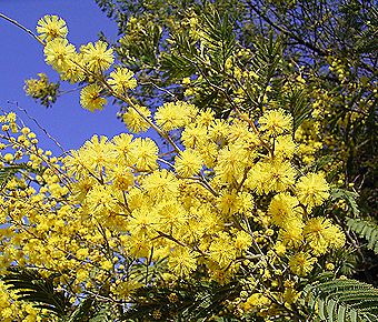 ミモザアカシア