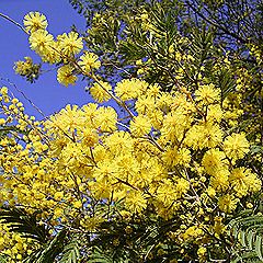 ミモザアカシア、フサアカシア
