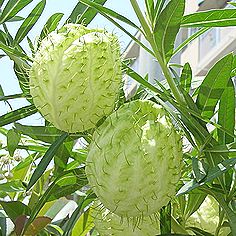 フウセントウワタ