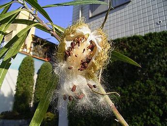 風船唐綿 写真集 ３