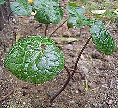 下鴨神社のフタバアオイ