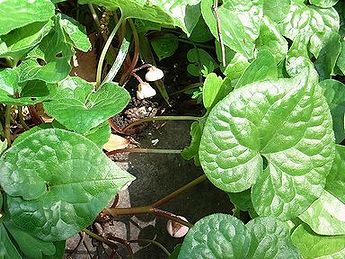 タチアオイ 立ち葵 の花 らいちゃんの家庭菜園日記