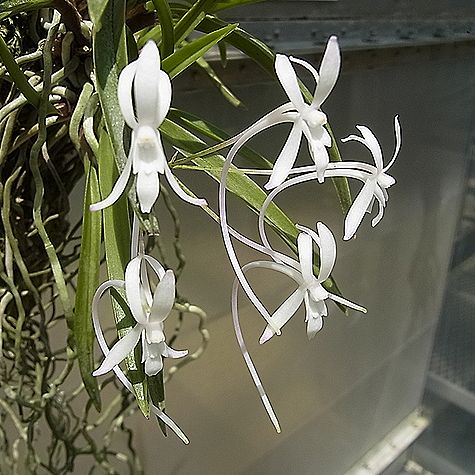 フウラン