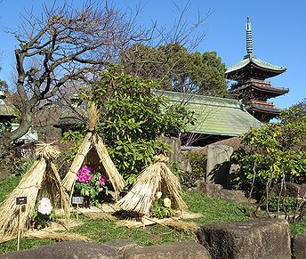 フユボタン