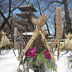 上野東照宮の冬ぼたんの花