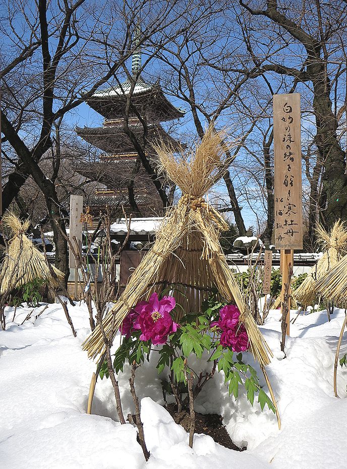 上野東照宮の冬ぼたんの花