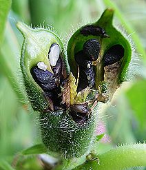ゴマ