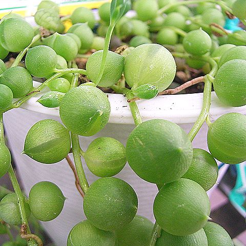グリーンネックレス