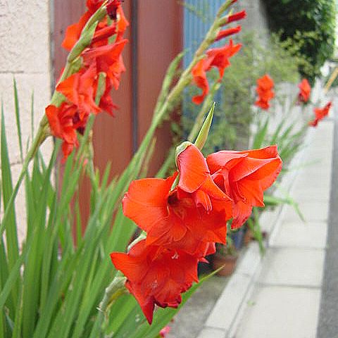 グラジオラス