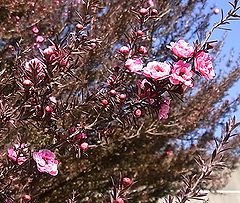 ギョリュウバイ