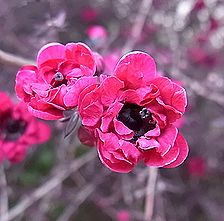 ギョリュウバイ