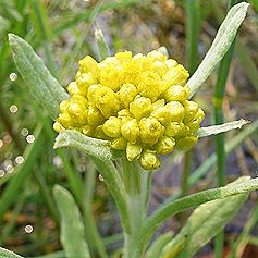 ハハコグサ、ゴギョウ