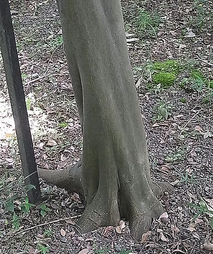 ハクウンボク
