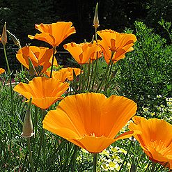 ハナビシソウ、カリフォルニアポピー