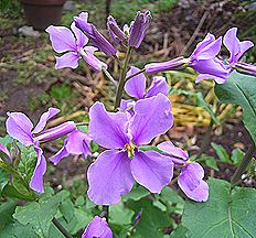 ハナダイコン、ショカッサイ