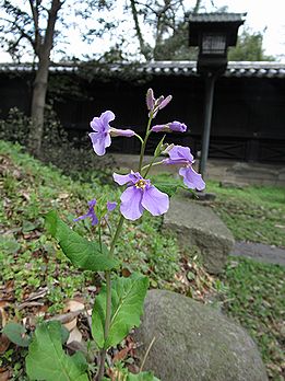 ハナダイコン、ショカッサイ