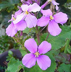 ハナダイコン、ショカッサイ