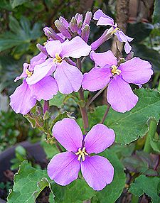 ハナダイコン、ショカッサイ