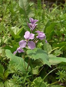 花大根 ハナダイコン