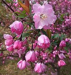 季節の花300の表紙のハナカイドウの花