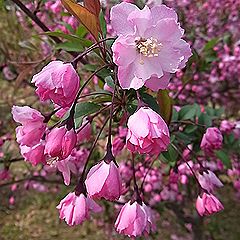 ハナカイドウの花
