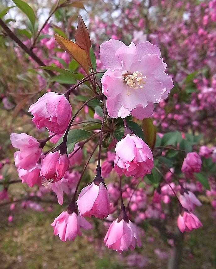 ハナカイドウの花