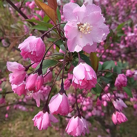 ハナカイドウの花